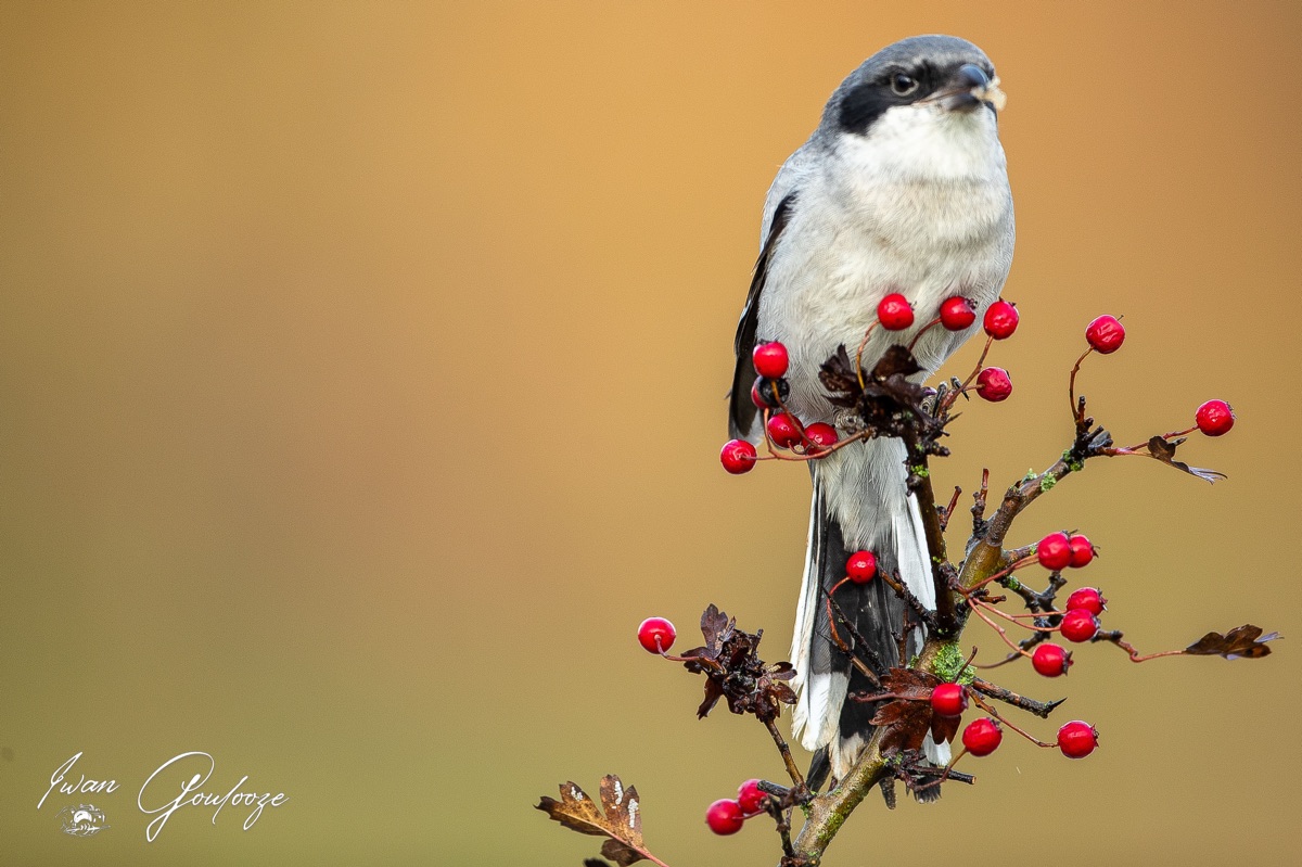 1DX45047 28 november 2021 1309 12